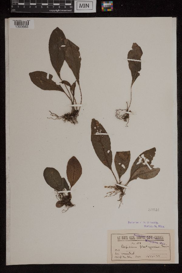 Aspidium plantagineum image