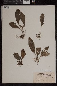 Image of Aspidium plantagineum