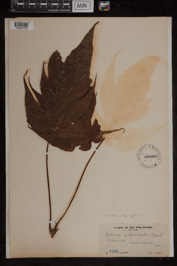 Tectaria polymorpha image