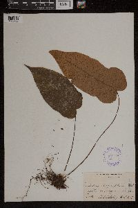 Tectaria polymorpha image
