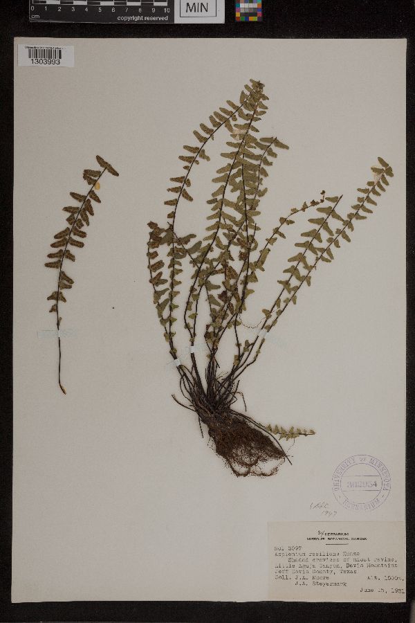 Asplenium resiliens image