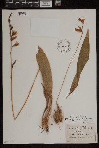 Image of Bletia gracilis