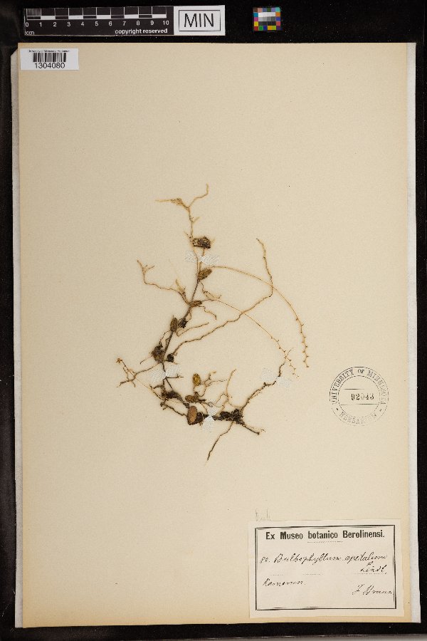 Bulbophyllum apetalum image