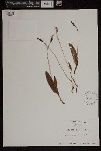 Image of Caladenia bifolia