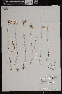 Image of Caladenia carnea