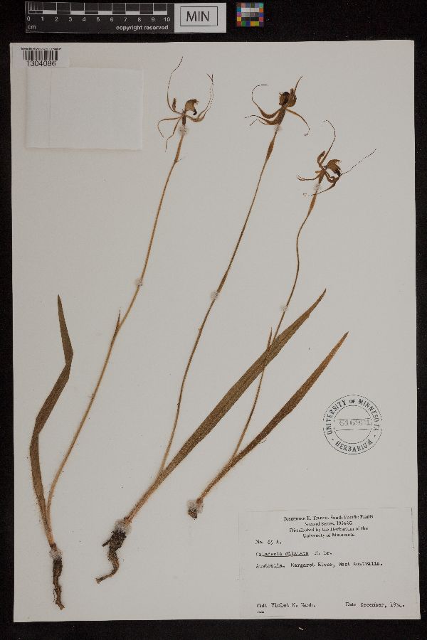 Caladenia dilatata image