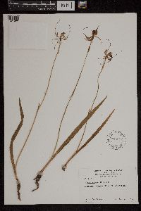 Image of Caladenia dilatata