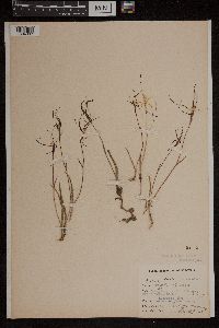 Caladenia filamentosa image