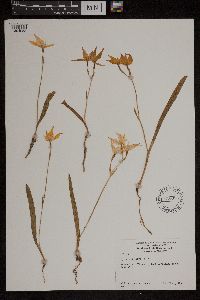 Image of Caladenia flava