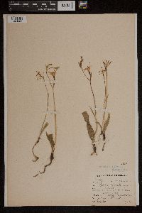 Image of Caladenia hirta