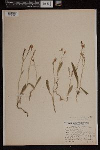 Caladenia latifolia image