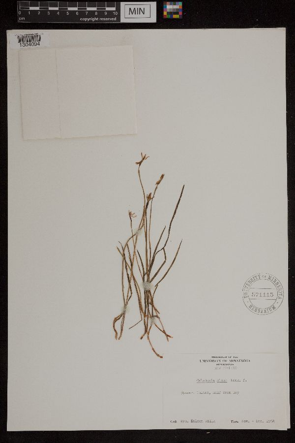 Caladenia minor image
