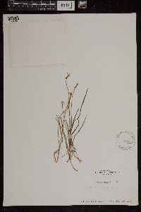 Image of Caladenia minor