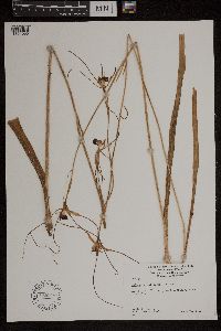 Image of Caladenia patersonii