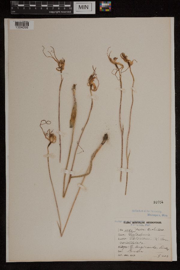 Caladenia image
