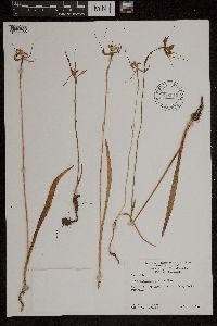 Image of Caladenia pectinata