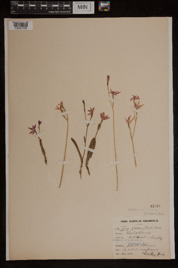 Caladenia reptans image