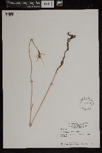 Image of Caladenia reticulata