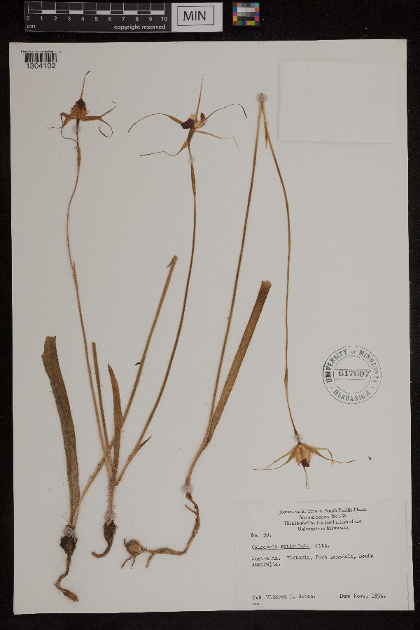 Caladenia reticulata image