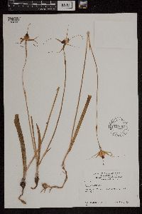 Caladenia reticulata image