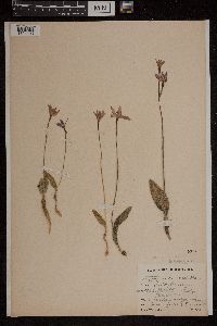 Caladenia sericea image