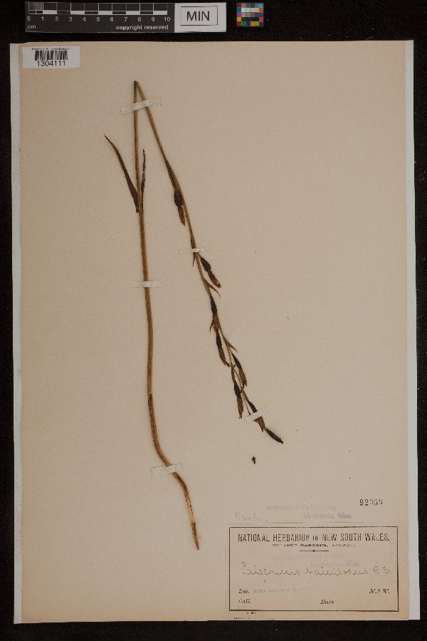 Calochilus paludosus image