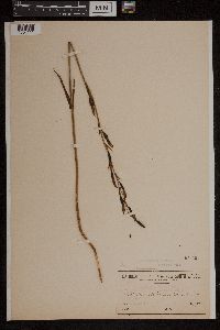 Calochilus paludosus image