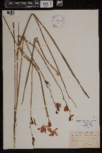 Calopogon tuberosus var. simpsonii image
