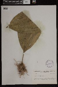 Image of Catasetum maculatum