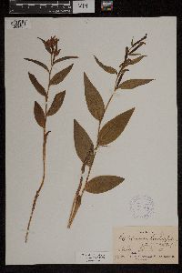 Image of Cephalanthera lonchophyllum