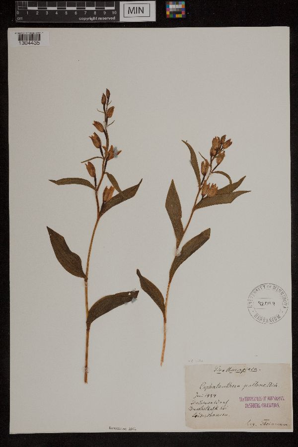 Cephalanthera damasonium image