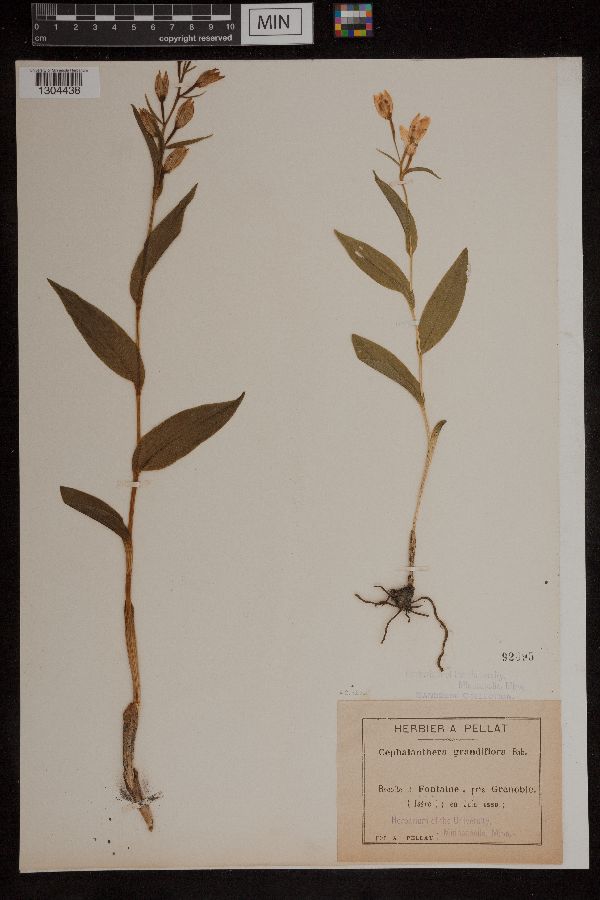 Cephalanthera damasonium image