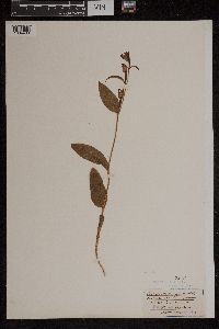 Image of Cephalanthera alba