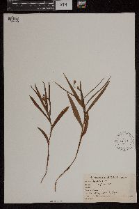 Cephalanthera ensifolia image