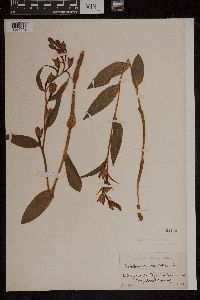 Cephalanthera grandiflora image