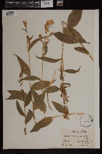 Cephalanthera grandiflora image