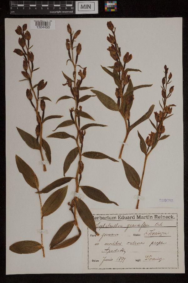 Cephalanthera grandiflora image