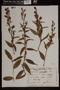 Image of Cephalanthera grandiflora
