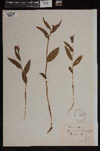 Image of Cephalanthera pallens