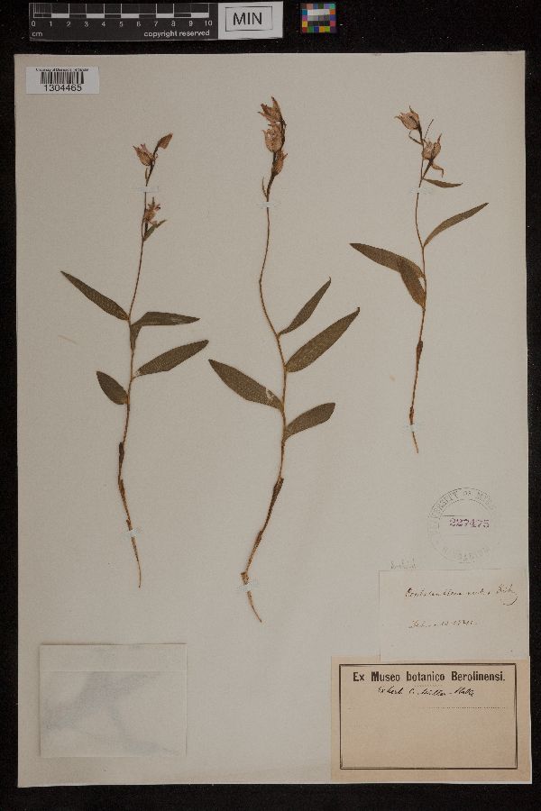 Cephalanthera rubra image