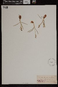 Chamorchis alpina image