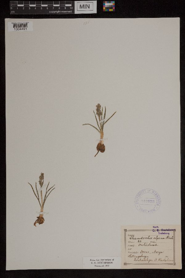 Orchis alpina image