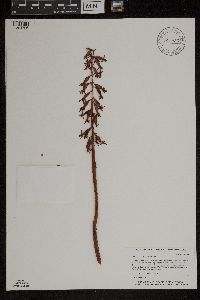 Image of Corallorhiza maculata