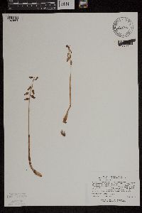 Image of Corallorhiza odontorhiza