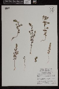 Euphrasia hudsoniana image