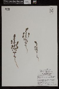 Euphrasia hudsoniana image