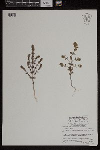 Euphrasia hudsoniana image