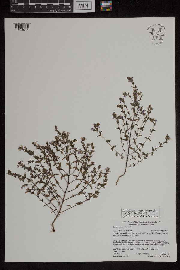 Euphrasia micrantha x salisburgensis image