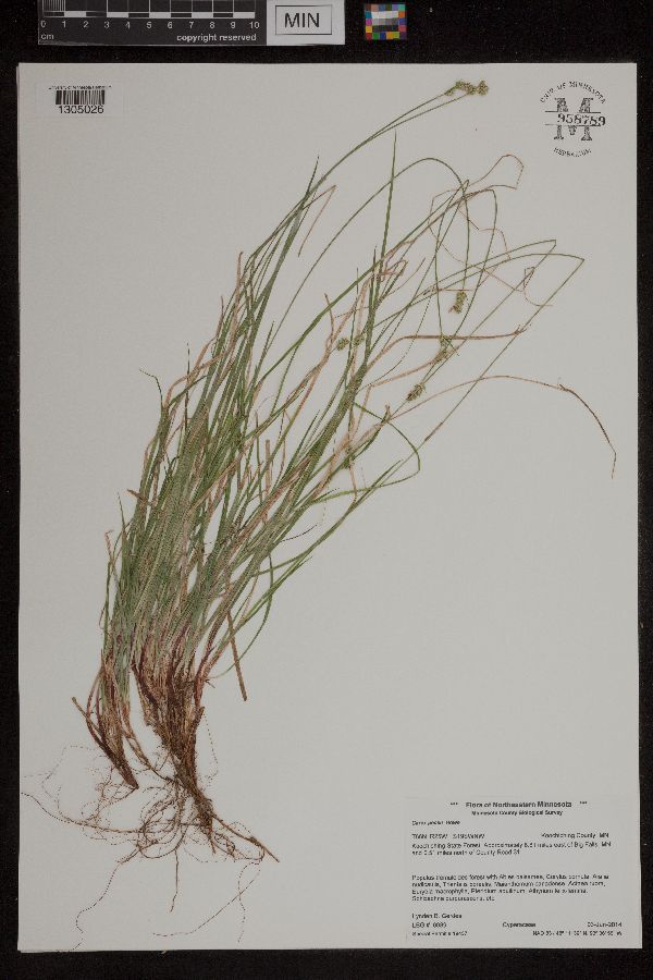 Carex peckii image