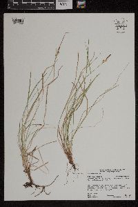 Carex pensylvanica image